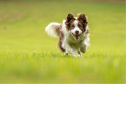 Vrolijke border komt aangelopen