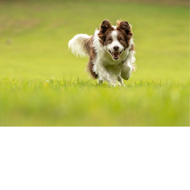 Vrolijke border komt aangelopen