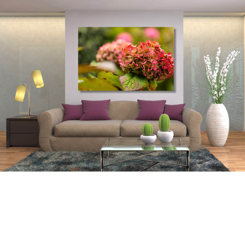 Hydrangea