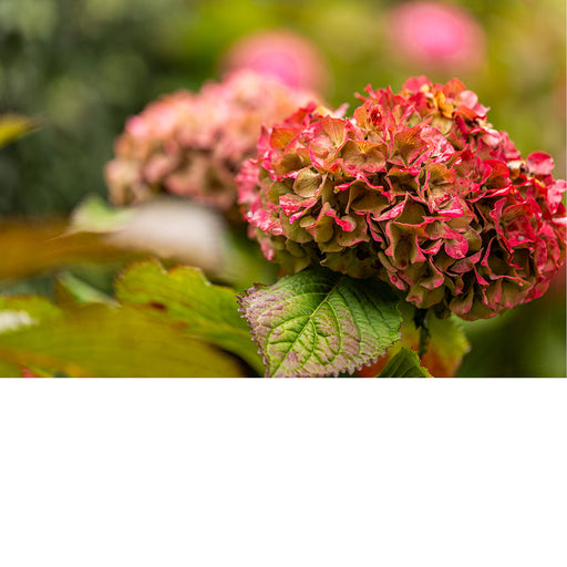 Hygrangea in herfstkleur
