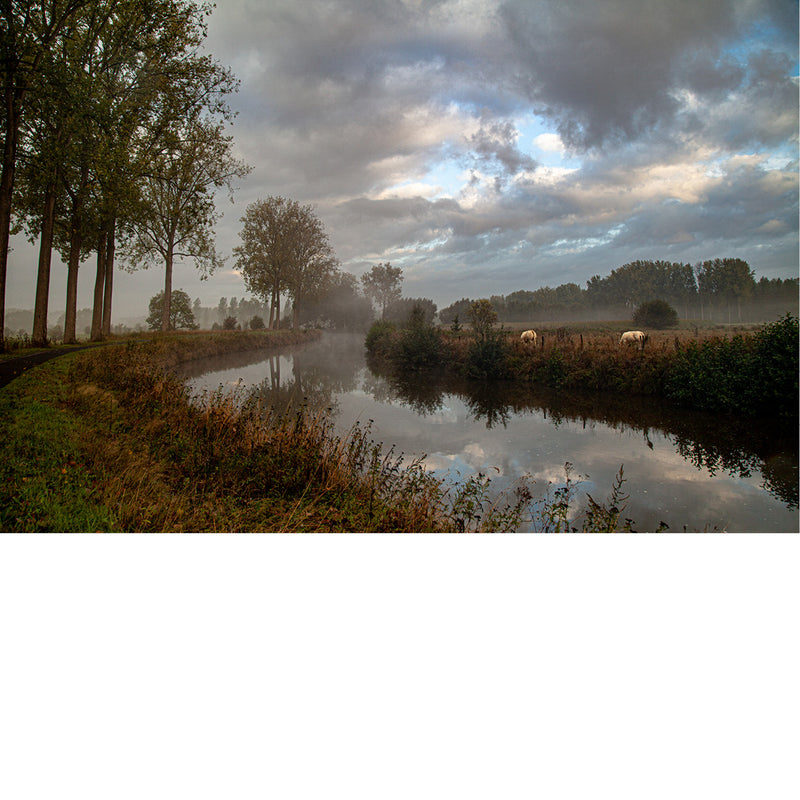Koeien in de wei naast de dender