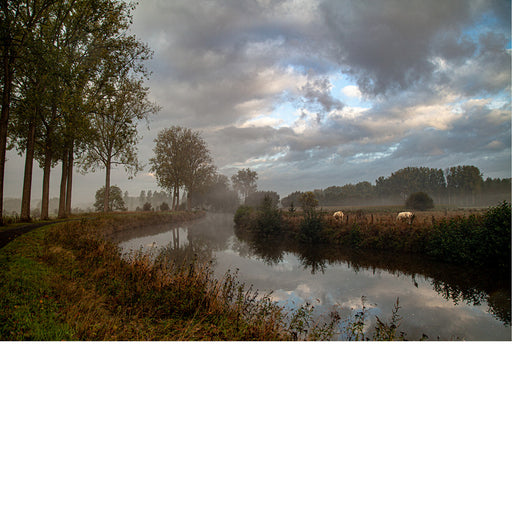 Koeien in de wei naast de dender