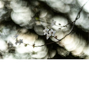 Takje op voorgrond staat in bloei