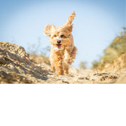 Dolle pret in de duinen met labradoodle