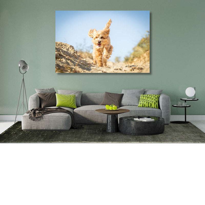 Labradoodle in de duinen