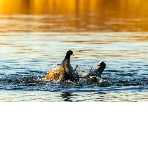 Watergevecht tussen meerkoeten
