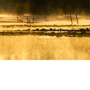 Zwanen in de gouden ochtend mist