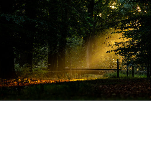 Zon geeft licht in het duistere bos