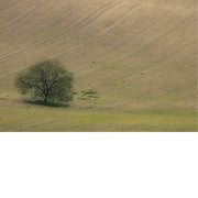 Solidaire boom op bewerkt land