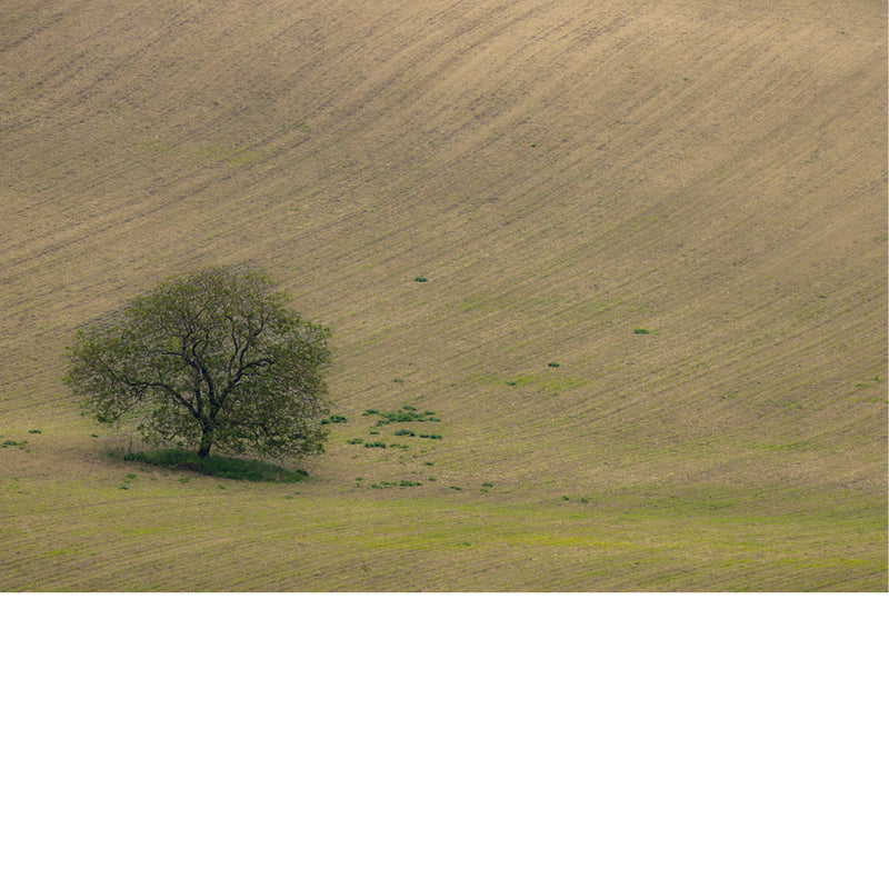 Solidaire boom op bewerkt land