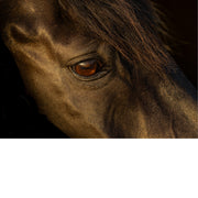 Portret van een paardenhoofd