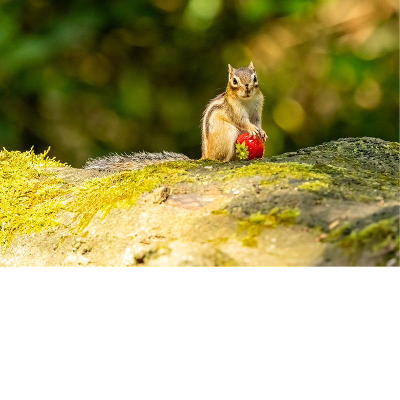 Siberische eekhoorn met aardbei