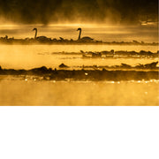 Zwanen bij opkomende zon in de ochtend mist 