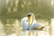 Verliefde zwanen op het meer