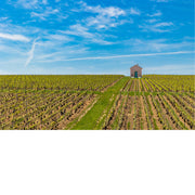 Schuilhuisje tussen de wijngaarden