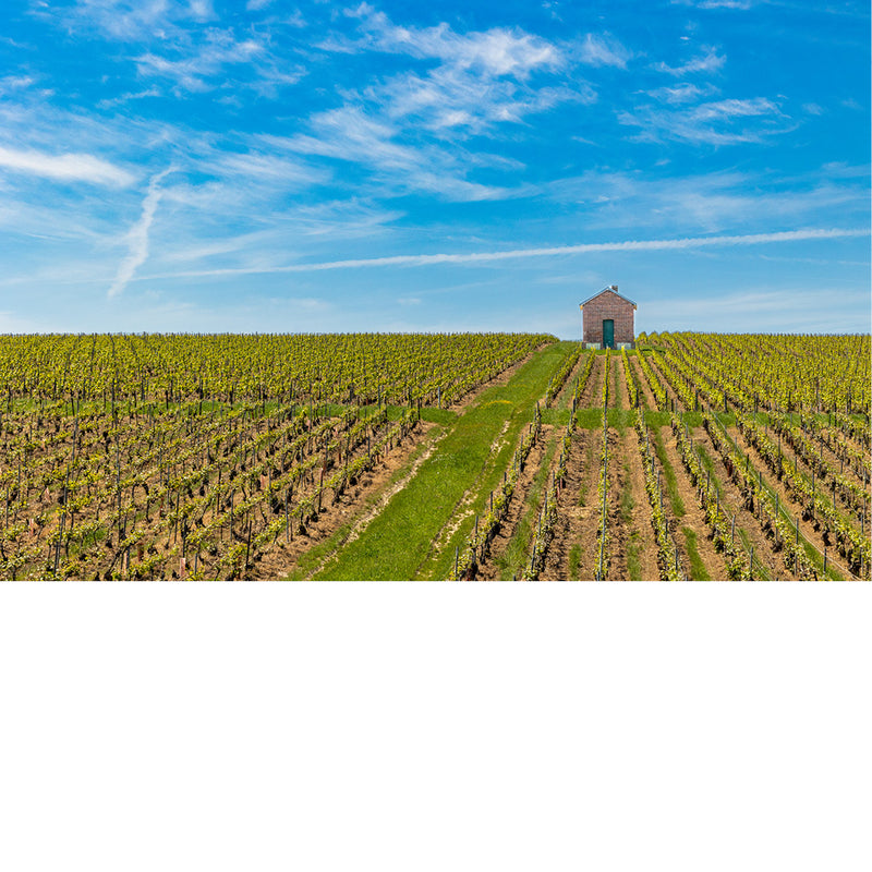 Schuilhuisje tussen de wijngaarden