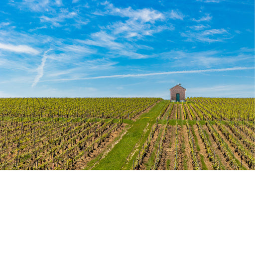 Schuilhuisje tussen de wijngaarden