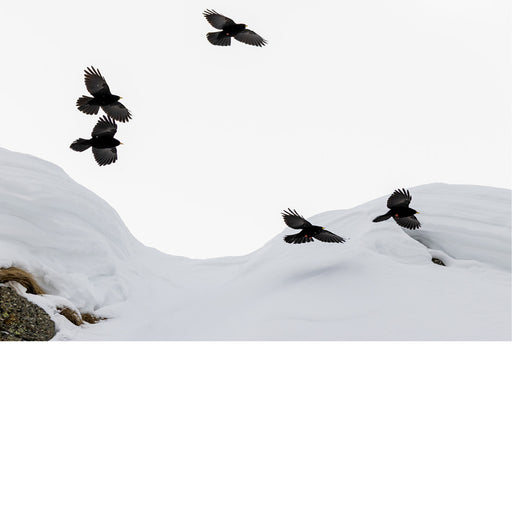 Alpenkraaien boven besneeuwd landschap