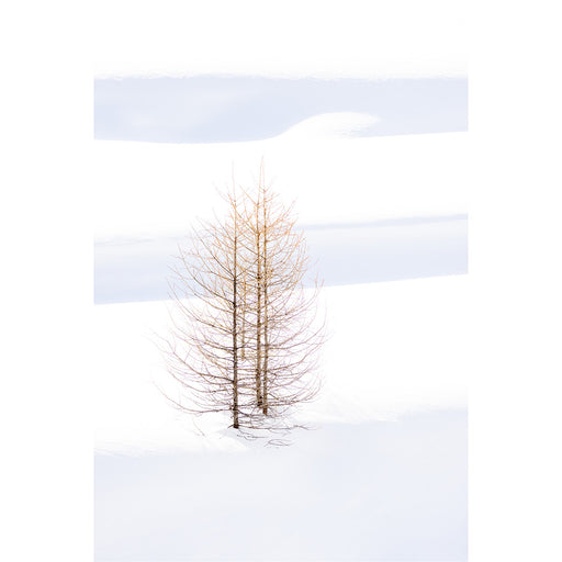 Solitair boomje in de sneeuw