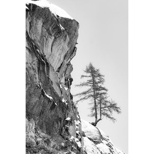 Boom tegen de rotsen