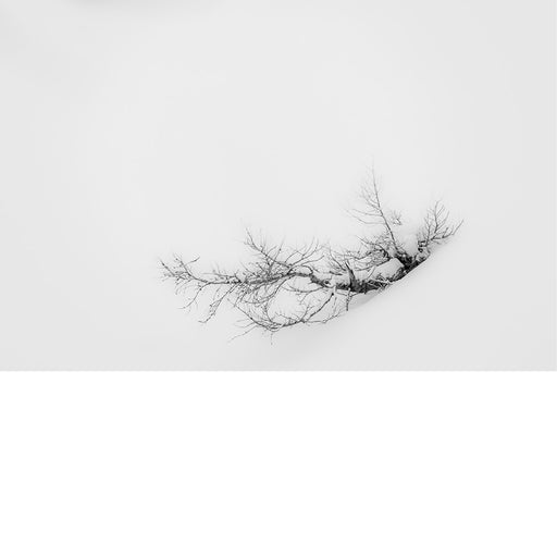 Solitair boomje in de sneeuw