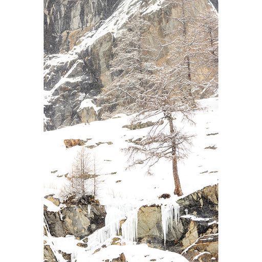 Winter landschap van gems