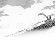 Hoorens van een steenbok, landschap