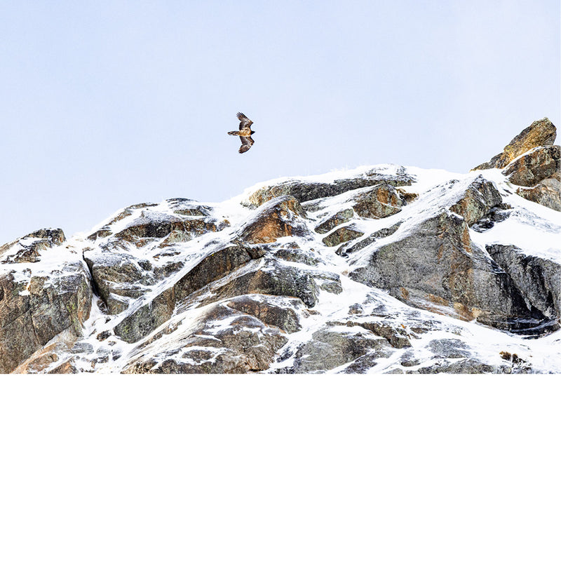 Roofvogels in de alpen