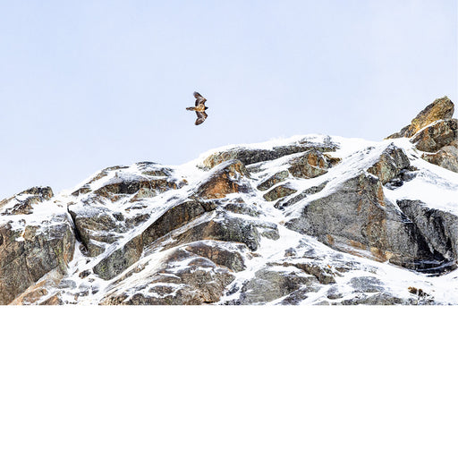 Roofvogels in de alpen