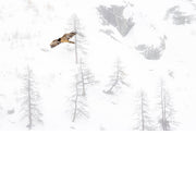 Lammergier tegen besneeuwde alpen