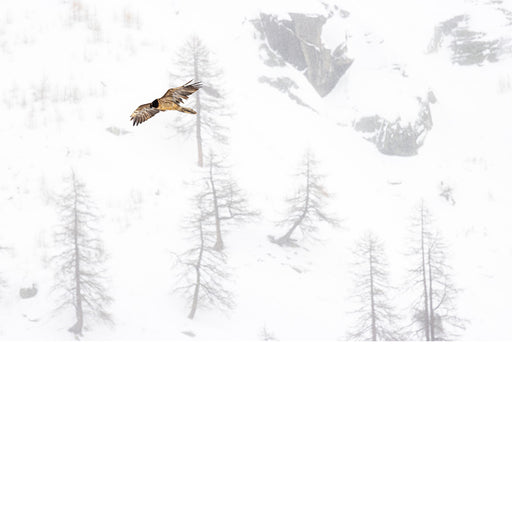 Lammergier tegen besneeuwde alpen