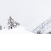 boom in besneeuwd landschap