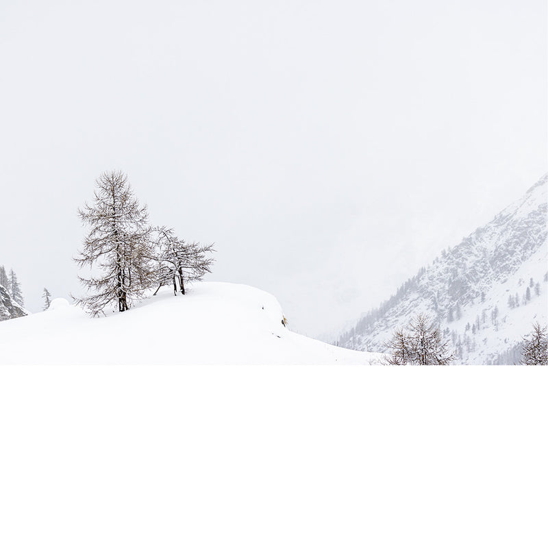 boom in besneeuwd landschap