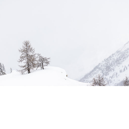 boom in besneeuwd landschap
