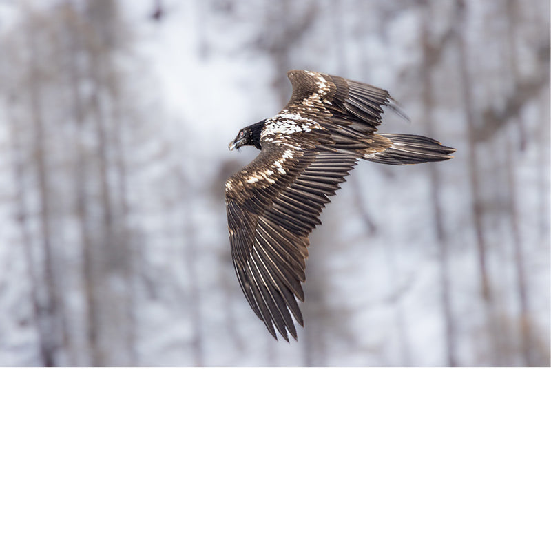 Jonge lammergier vliegt voorbij