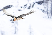 Zweefvlucht van de lammergier