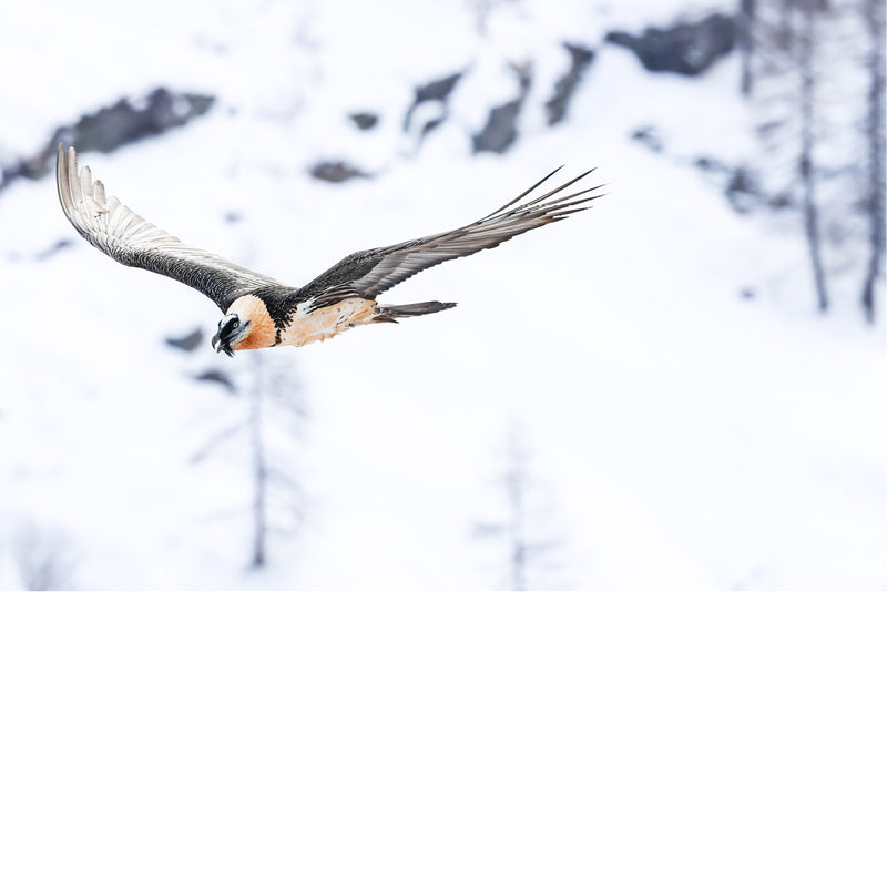 Zweefvlucht van de lammergier