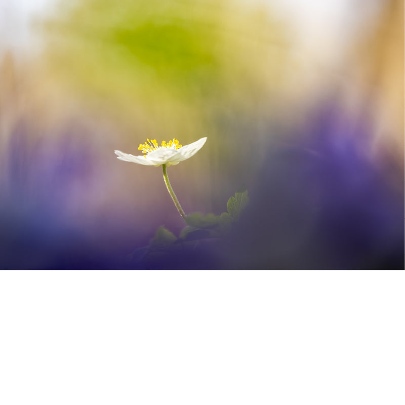 Bosanemoon met opengesperde witte bloemblaadjes en een geel hart, fel belicht tegen een wazige achtergrond van groen, paars en geel bokeh.