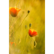 Klaprozen in felle tegenlichtkleuren steken boven een veld met lang gras uit, omringd door zaaddozen en gouden lichtvlekken.