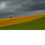 Dreigende onweerswolken hangen boven glooiende akkers met goudgeel graan en fris groen gras, met een eenzame boom op de heuvelrand.