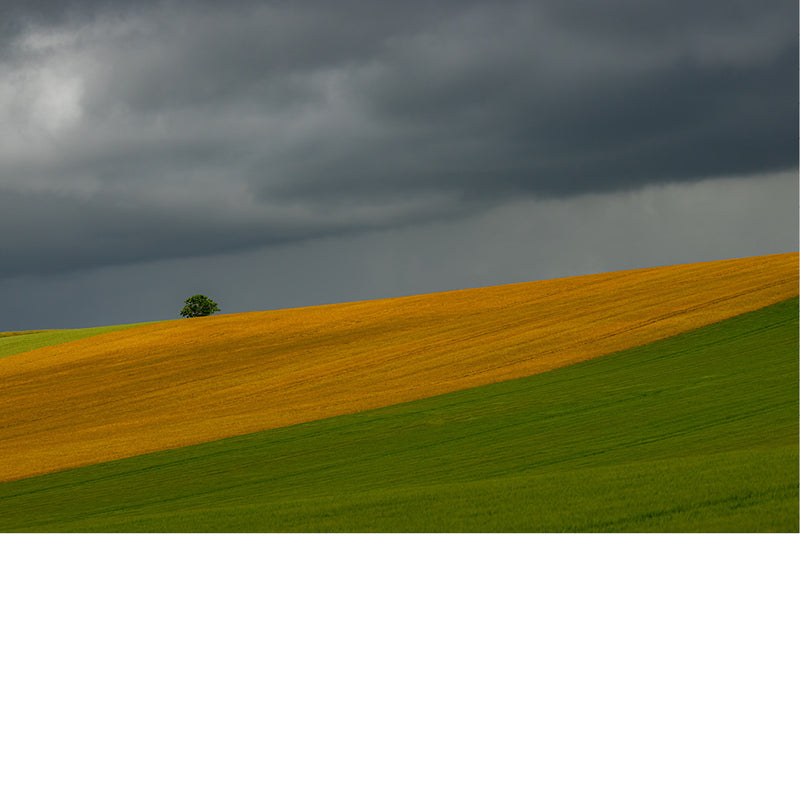 Dreigende onweerswolken hangen boven glooiende akkers met goudgeel graan en fris groen gras, met een eenzame boom op de heuvelrand.