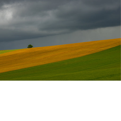 Dreigende onweerswolken hangen boven glooiende akkers met goudgeel graan en fris groen gras, met een eenzame boom op de heuvelrand.