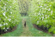 Ree staat waakzaam op een grazig pad tussen rijen bloeiende fruitbomen in een boomgaard.