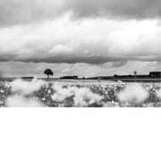 Wazige witte veldbloemen op de voorgrond leiden de blik naar een eenzame boom en een rij bomen onder een dreigende wolkenlucht, in zwart-wit.