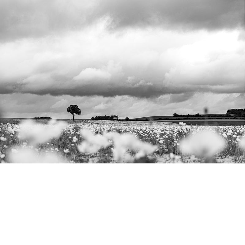 Wazige witte veldbloemen op de voorgrond leiden de blik naar een eenzame boom en een rij bomen onder een dreigende wolkenlucht, in zwart-wit.