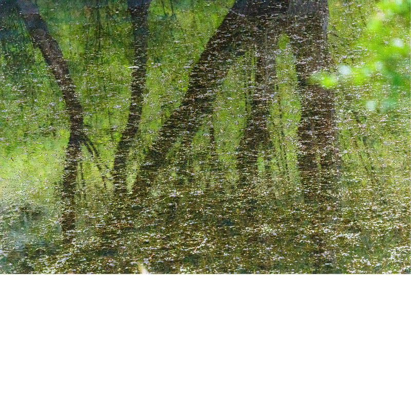 Boomstammen weerspiegelen in groen, met kroos bedekt water, met glinsterende lichtvlekjes over het hele beeld.
