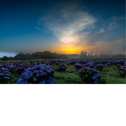 Blauwpaarse hortensia's vullen een veld onder een kleurrijke lucht, met een gloeiend licht dat door nevel en wolken breekt aan de horizon.