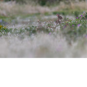Konijn zit alert tussen wollig wit gras en paarse veldbloemen, met een wazige voor- en achtergrond vol zachte kleuren.