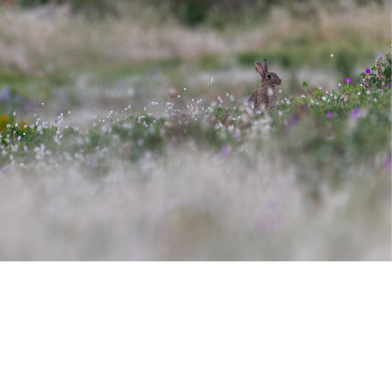 Konijn zit alert tussen wollig wit gras en paarse veldbloemen, met een wazige voor- en achtergrond vol zachte kleuren.