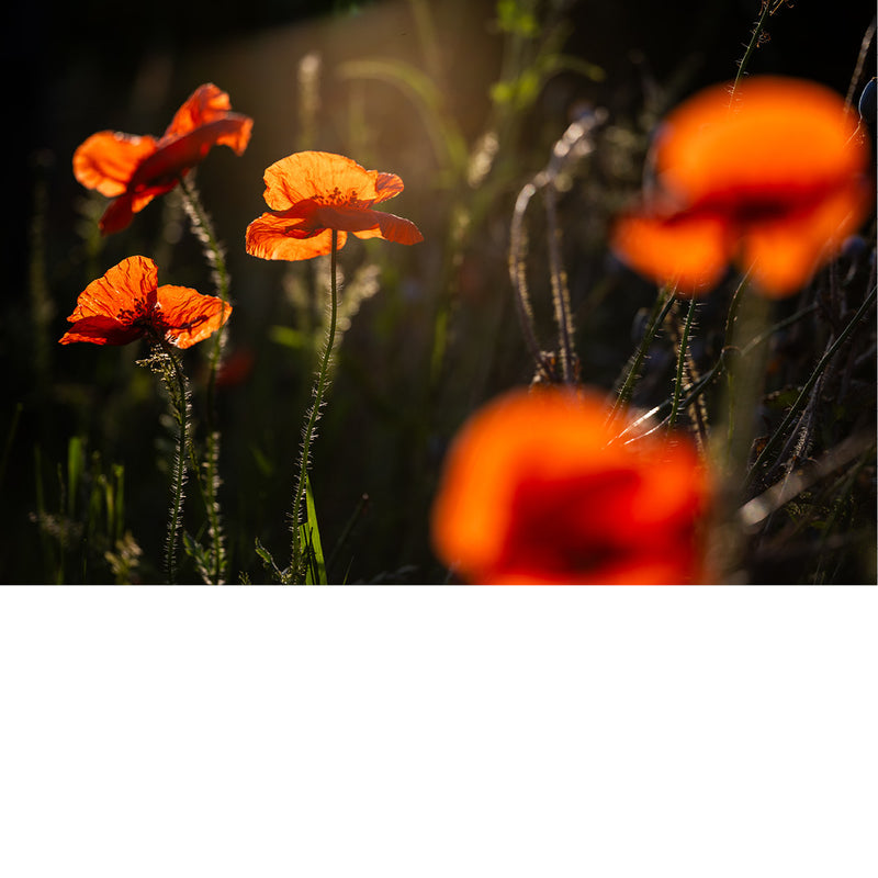 Felrode klaprozen gloeien in tegenlicht tegen een donkere achtergrond, met wazige bloemen op de voorgrond.